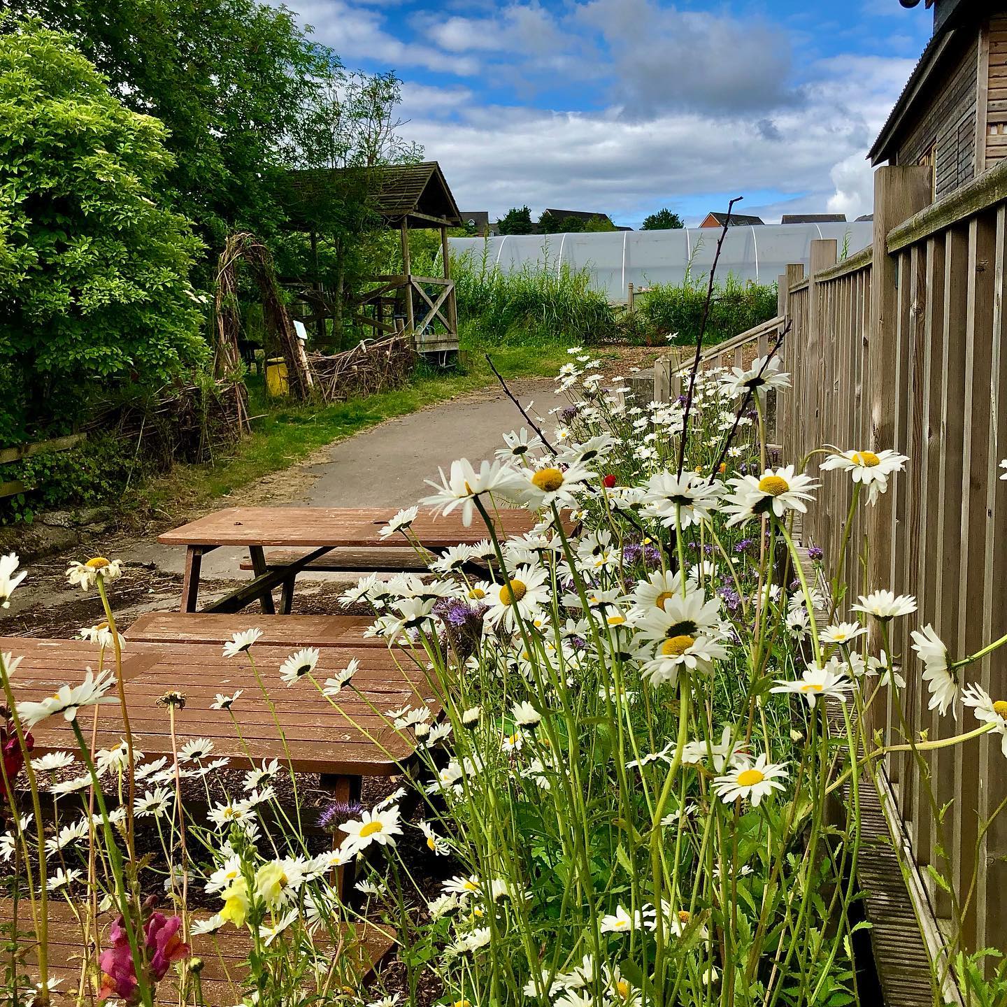 White oxeye daisies grow tall around the picnic tables and wall of Greenslate farm's Strawbale cafe. in the background a lane lined with trees leads to a polytunnel and food growing area.
