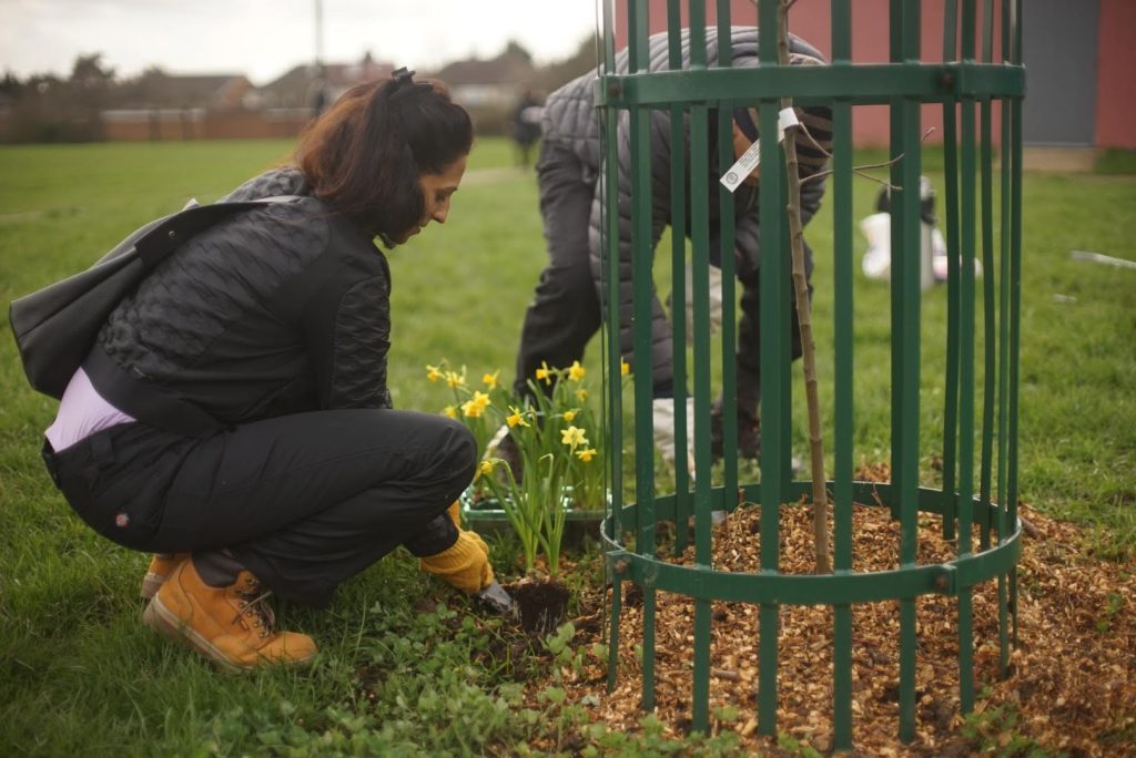 A woman plants daffodils already in flower at the foot of a tree guard and a new sapling at Transition Southall's Dormer Wells orchard site. 