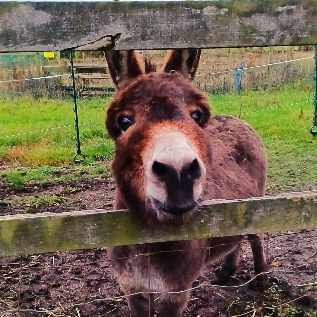A brown donkey sticks it's nose through the bars of a fence to say hello. 