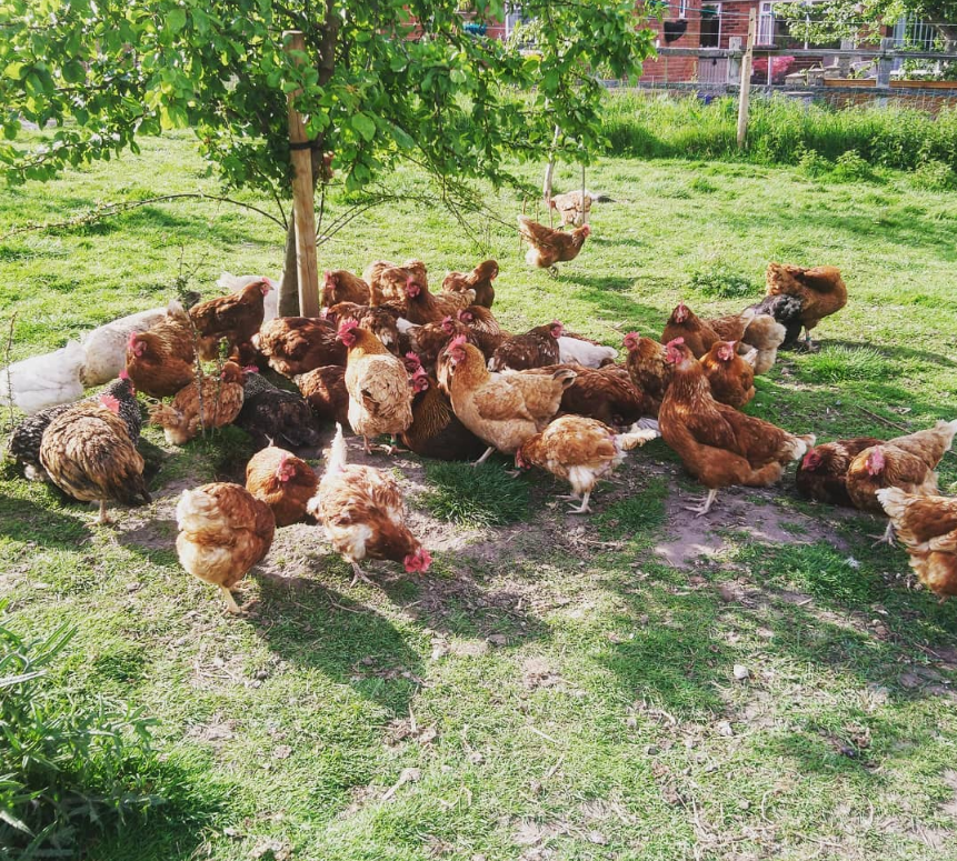 Light brown hens peck about under a young tree in the sunshine at Greenslate Farm.