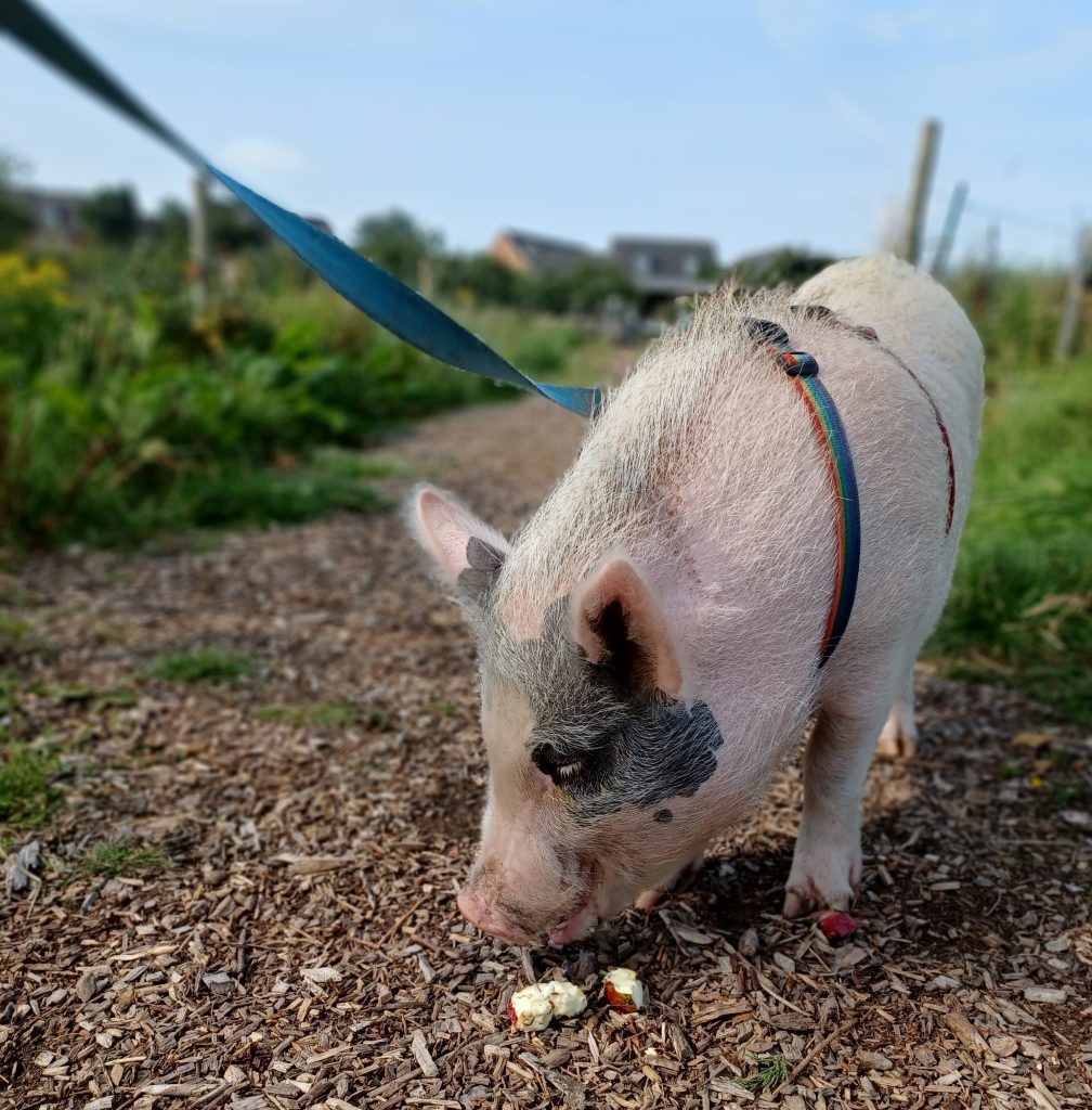 Penny the pig takes a walk on a lead around the farm, stopping to munch an apple to munch on a bark chip path. 
