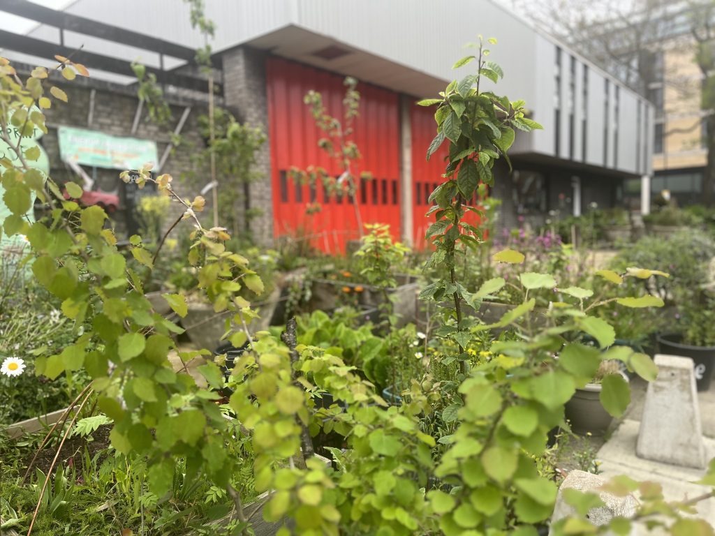 The bright red doors of Kentish Town fire station are visible through the young tress and raised beds of a community garden squeezed into a small area between the fire station and a main road. 
