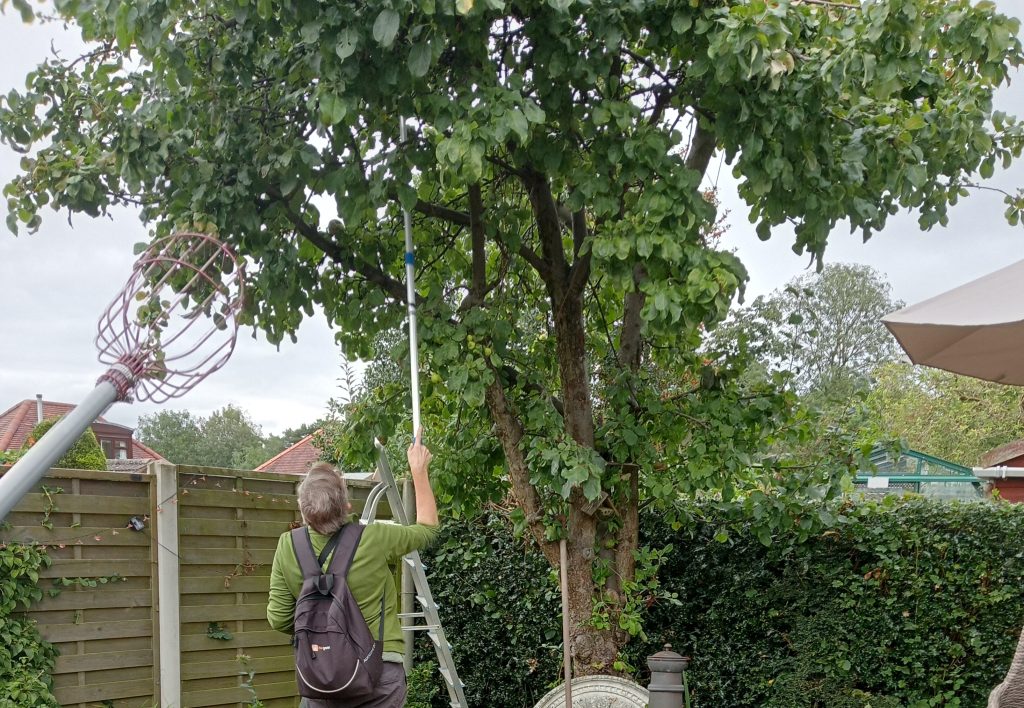 A volunteer uses an apple picker with a long handle to collect fruit from a tall apple tree in a back garden. In the foreground we have a close up of the picker - like a small cage open at the top, ready to catch the fruit.  