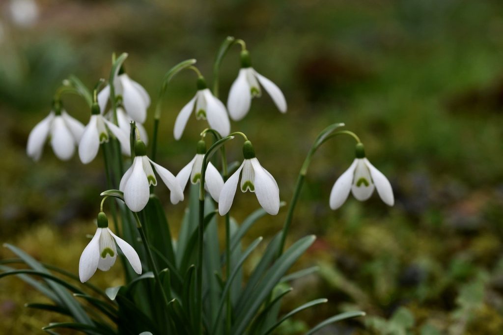 A close up of white snowdrops.