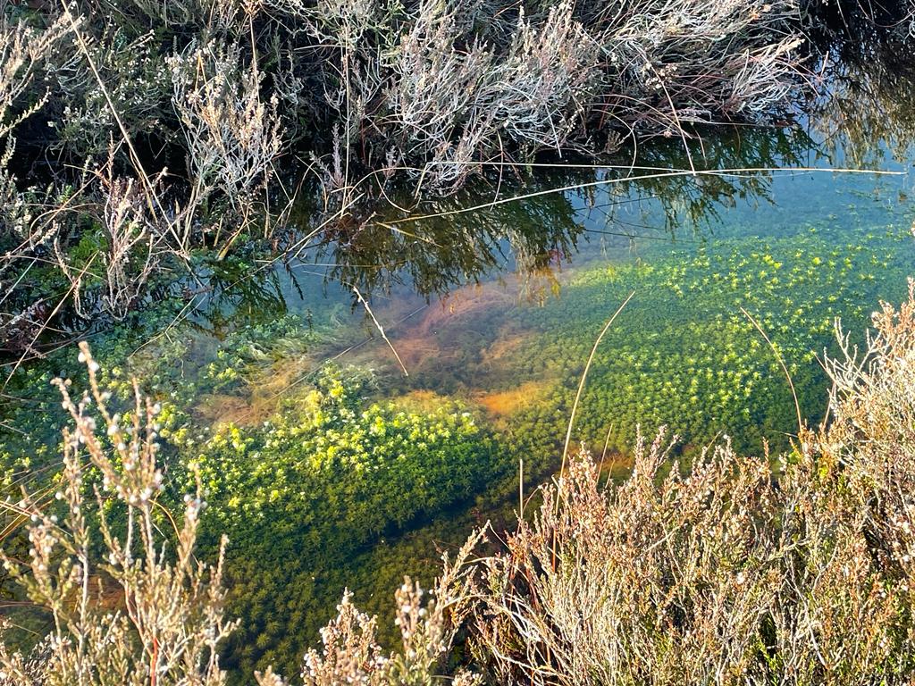 Peat bog restoration thanks to Transition group
