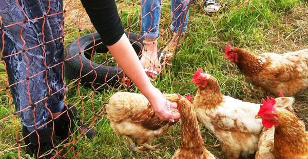Hens peck about, as two volunteers look after them.