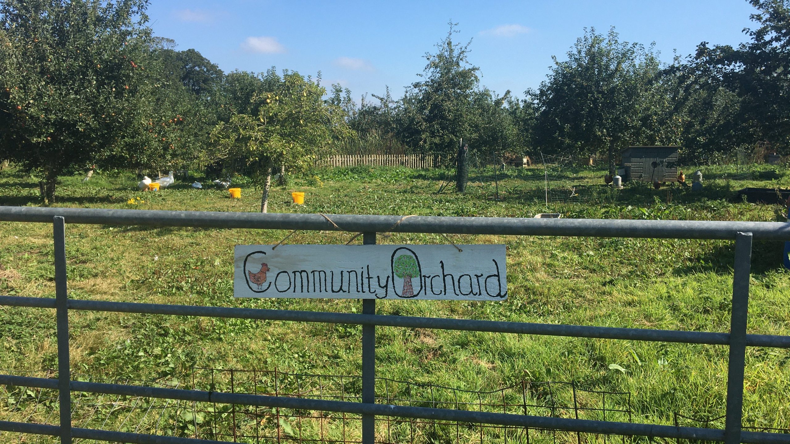Beyond a gate with a handmade sign reading 'community orchard' some of the heritage apple and pear trees can be seen. A few yellow buckets can just be seen at the foot of the trees- it must be time to pick the fruit! 