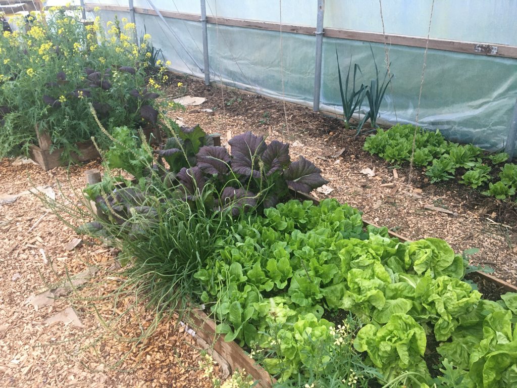 A neat veg bed with lettuces, herbs and leafy veg growing. behind it is the farm's polytunnel. 